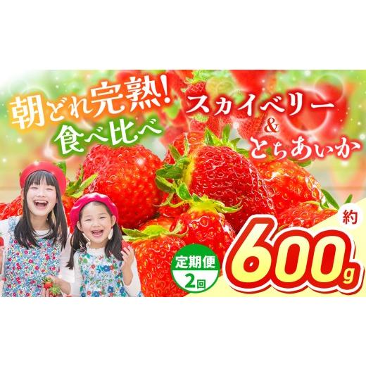ふるさと納税 いちご 栃木県 那珂川町 先行予約 定期2回 スカイベリー&とちあいか 食べ比べ 約 300g×2 | 果物 くだもの フルーツ 野菜 やさい ヤサイ 苺 イ…