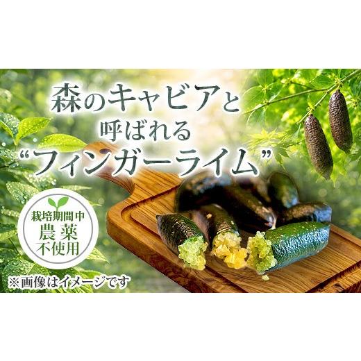 ふるさと納税 みかん・柑橘類 茨城県 阿見町 ライム フィンガーライム アソート 6本 〜 8本 果物 フルーツ 果実 品種 おまかせ 無農薬 農薬不使用 プチプチ 柑…