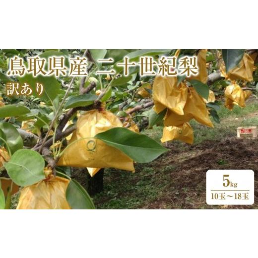 ふるさと納税 梨 鳥取県 三朝町 2026年9月発送 訳あり 鳥取県産 二十世紀梨 5kg (10玉〜18玉)|鳥取梨 なし 二十世紀梨 期間限定 送料無料 鳥取県 三朝町 20…