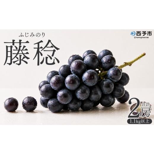 ふるさと納税 果物類 ぶどう 愛媛県 西予市 先行予約 旬のブドウ 愛媛県西予市産 藤稔(ふじみのり)2房(約1.1kg以上) 『2026年8月上旬から9月上旬迄に順次…