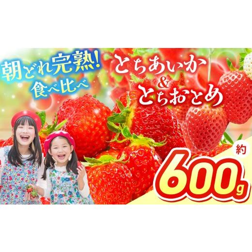 ふるさと納税 いちご 栃木県 那珂川町 いちご 選べる 定期便 とちあいか&とちおとめ 選べる 内容量 食べ比べ 300g×2 | 果物 くだもの フルーツ 野菜 やさい …
