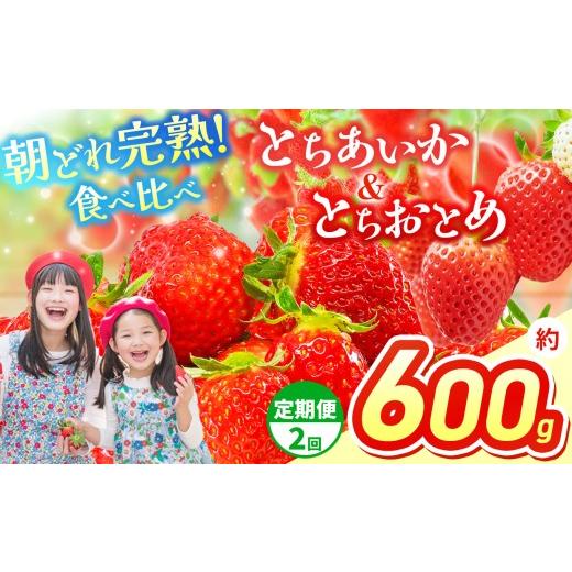 ふるさと納税 いちご 栃木県 那珂川町 先行予約 定期2回 いちご 選べる 定期便 とちあいか&とちおとめ 選べる 内容量 食べ比べ 300g×2 | 果物 くだもの フ…