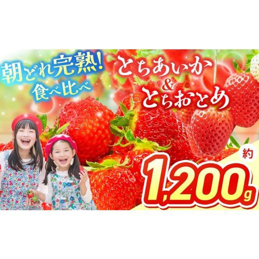 ふるさと納税 いちご 栃木県 那珂川町 先行予約 いちご 選べる 定期便 とちあいか&とちおとめ 選べる 内容量 食べ比べ 300g × 2 × 2箱 | 果物 くだもの フ…