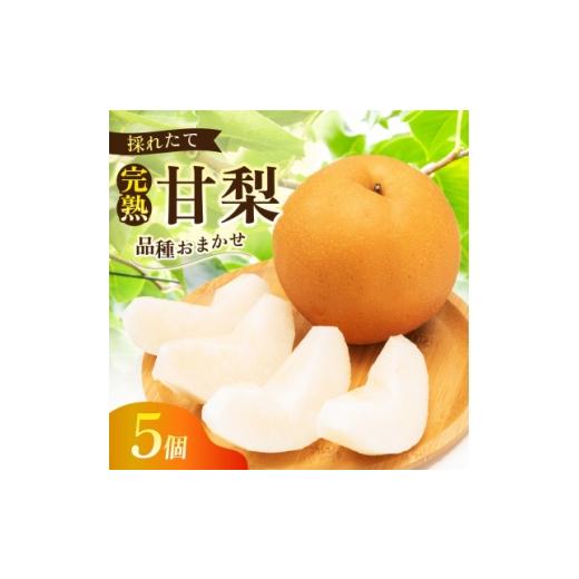 ふるさと納税 梨 茨城県 かすみがうら市 完熟甘梨 5玉 2026年収穫分 かすみがうら市 1757994