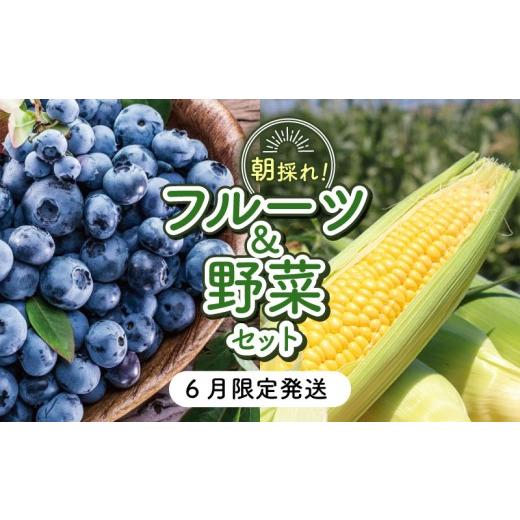 ふるさと納税 果物類 高知県 南国市 先行予約 セット 完熟生ブルーベリー(サザンハイブッシュ系・ラビットアイ系)300g スイートコーン 3本 | 2027年発送 早…