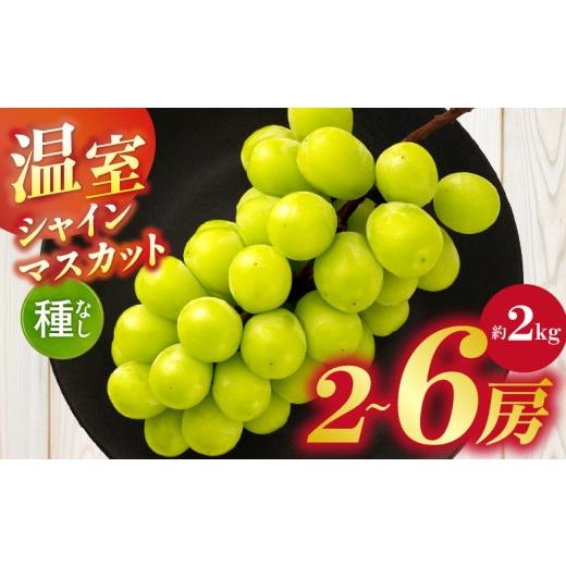 ふるさと納税 ぶどう マスカット 香川県 三木町 温室シャインマスカット 約2kg | シャインマスカット マスカット ぶどう ブドウ 葡萄 果物 フルーツ 新鮮 く…