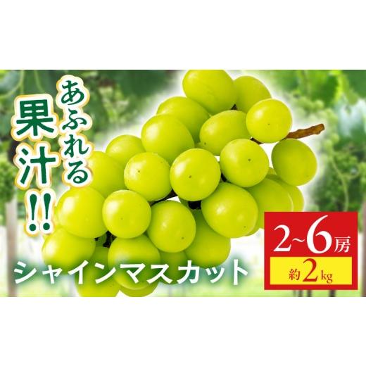 ふるさと納税 ぶどう マスカット 香川県 三木町 シャインマスカット 約2kg | シャインマスカット マスカット ぶどう ブドウ 葡萄 果物 フルーツ 新鮮 くだも…