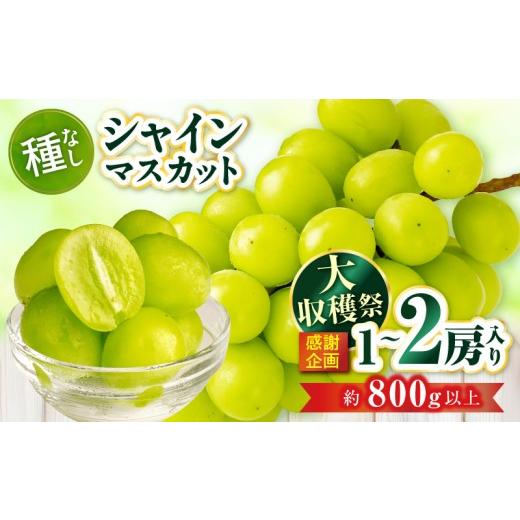 ふるさと納税 ぶどう マスカット 香川県 三木町 大収穫祭・感謝企画 シャインマスカット 約800g以上(1〜2房) | シャインマスカット マスカット ぶどう ブド…