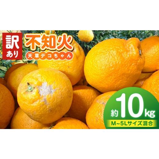 ふるさと納税 みかん・柑橘類 熊本県 天草市 S153-005_天草産 訳あり 不知火 約10kg 約10kg