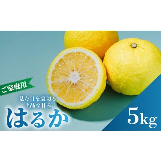 ふるさと納税 みかん・柑橘類 愛媛県 松山市 2027年2月中旬から順次発送 はるか 5kg 家庭用 B品 | みかん ワケアリ 訳あり 柑橘 果物 おすすめ お取り寄せ グ…