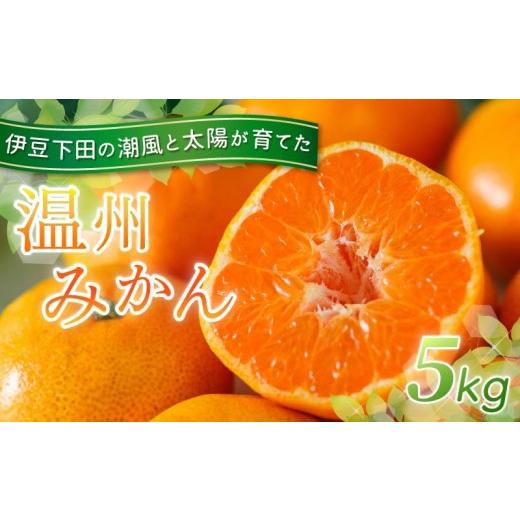 ふるさと納税 果物類 みかん 静岡県 下田市 みかん 温州みかん 5kg 先行予約 10月より順次発送 旬 柑橘 蜜柑 ミカン オレンジ orange フルーツ 果物 くだもの…