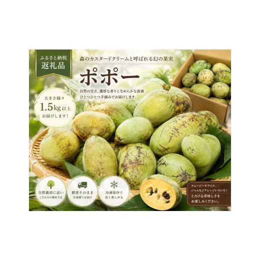 ふるさと納税 果物類 埼玉県 川島町 デザート 大きさ様々(60〜150g) 農薬不使用ポポー 1.5キロ以上