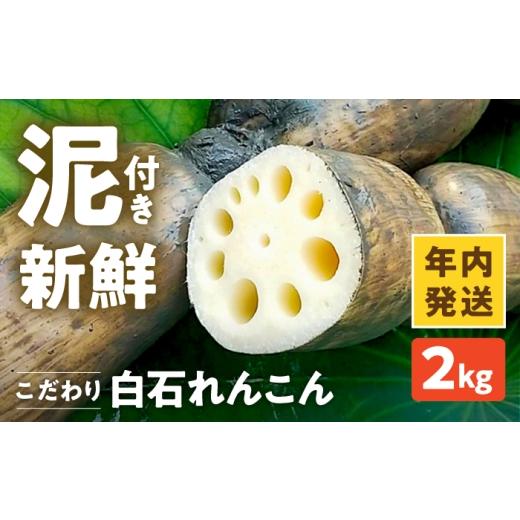 ふるさと納税 人参・大根・他根菜 佐賀県 白石町 年内発送 こだわり白石れんこん 2kg