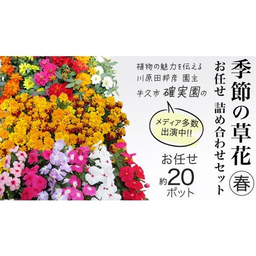 ふるさと納税 雑貨・日用品 花 茨城県 牛久市 メディア出演多数のプロが厳選 季節の草花 春 詰め合わせセット(約20ポット) 花 花苗 ガーデニング 寄せ植え …
