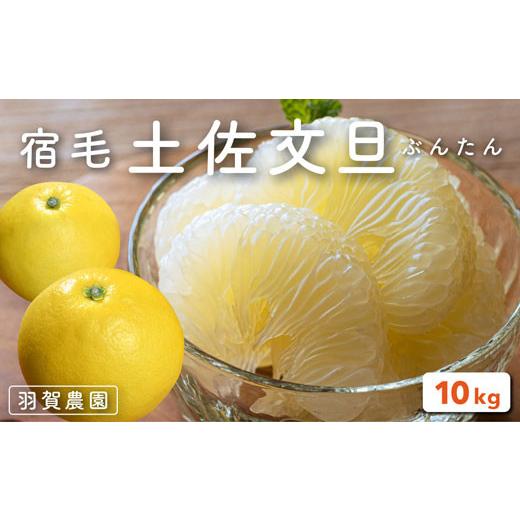 ふるさと納税 みかん・柑橘類 高知県 宿毛市 土佐文旦10kg家庭用(小玉) 羽賀農園 約10kg家庭用小玉(10,000円)