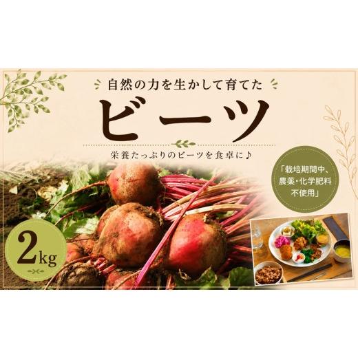 ふるさと納税 人参・大根・他根菜 千葉県 東金市 野菜 ビーツ 2kg 栄養豊富 新鮮 野菜 食物繊維 カリウム 葉酸 鉄分 ポリフェノール 国産 旬 農家食草 生 サラ…