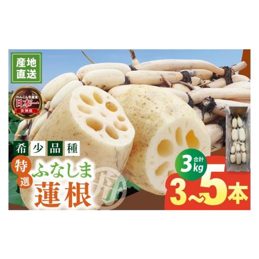 ふるさと納税 人参・大根・他根菜 茨城県 阿見町 先行予約 れんこん 3kg 特選 ふなしま蓮根 蓮根 レンコン 朝採り 3本 〜 5本 贈答用 熨斗 お歳暮 希少品種 幻…