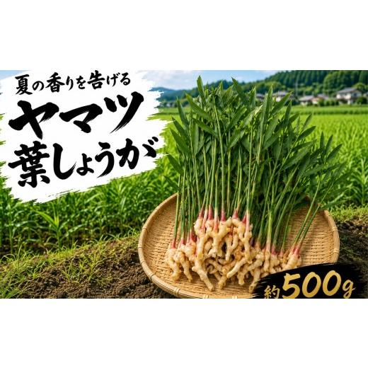ふるさと納税 野菜類 静岡県 三島市 ヤマツ 葉しょうが 500g 野菜 農産物 旬 新鮮 産地直送 冷蔵発送 みしまるかん JA 国産 葉ショウガ しょうが ショウガ 生…