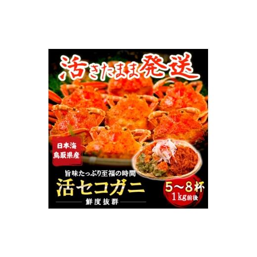 ふるさと納税 カニ ずわいガニ 鳥取県 智頭町 新物とれたて せこがに セイコガニ 活生 姿 約1kg 5〜8枚 松葉ガニのメス 鳥取県 1539344
