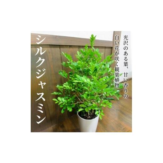 ふるさと納税 花・苗木 鹿児島県 南九州市 観葉植物 シルクジャスミン1鉢 1768064