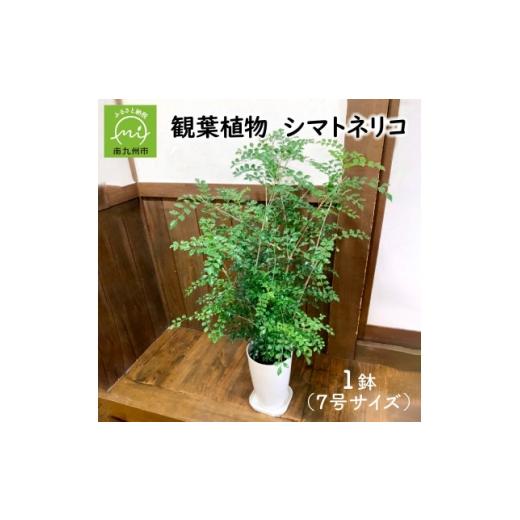 ふるさと納税 花・苗木 鹿児島県 南九州市 観葉植物 シマトネリコ1鉢 1768088