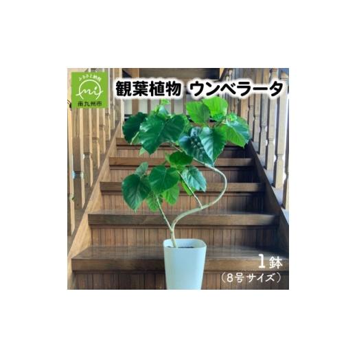 ふるさと納税 花・苗木 鹿児島県 南九州市 観葉植物 ウンベラータ8号サイズ1鉢 1768100