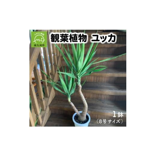 ふるさと納税 花・苗木 鹿児島県 南九州市 観葉植物 ユッカ1鉢 1768108
