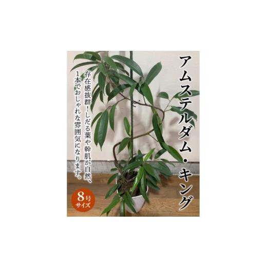ふるさと納税 花・苗木 鹿児島県 南九州市 観葉植物 アムステルダム・キング1鉢 1768134