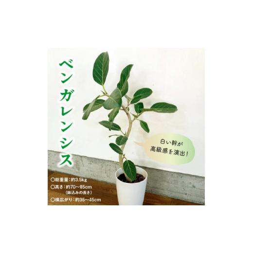 ふるさと納税 花・苗木 鹿児島県 南九州市 観葉植物 ベンガレンシス7号サイズ1鉢 1768170