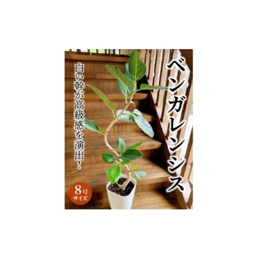 ふるさと納税 花・苗木 鹿児島県 南九州市 観葉植物 ベンガレンシス8号サイズ1鉢 1768376