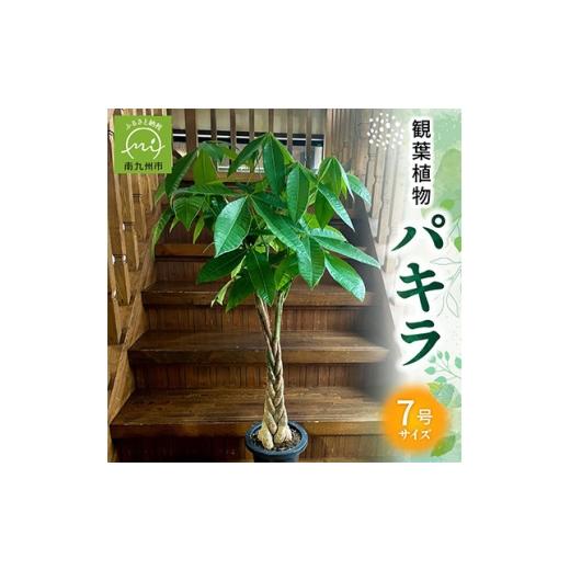 ふるさと納税 花・苗木 鹿児島県 南九州市 観葉植物 パキラ1鉢 1768416