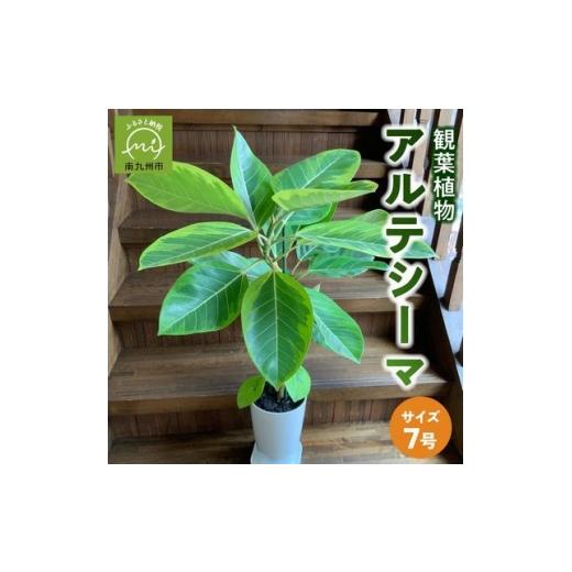 ふるさと納税 花・苗木 鹿児島県 南九州市 観葉植物 アルテシーマ1鉢 1768438