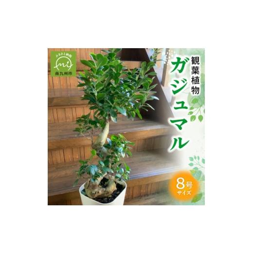 ふるさと納税 花・苗木 鹿児島県 南九州市 観葉植物 ガジュマル1鉢 1768451