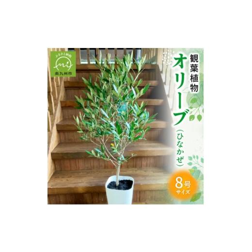 ふるさと納税 花・苗木 鹿児島県 南九州市 観葉植物 オリーブ(ひなかぜ)1鉢 1768457