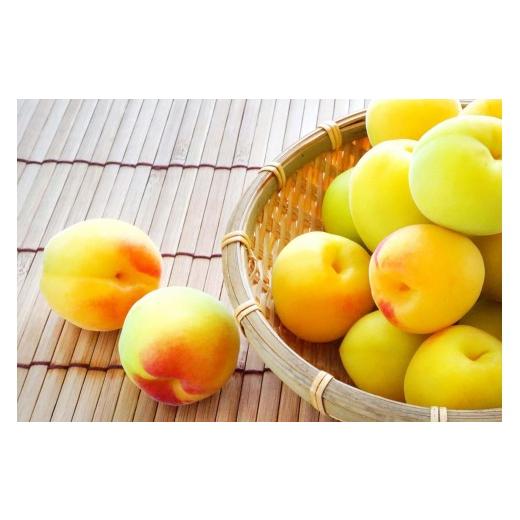 ふるさと納税 果物類 和歌山県 上富田町 [梅干・梅酒用]大玉4Lサイズ約2kg 熟南高 生梅 2027年6月上旬〜7月中旬発送予定 [ART21]