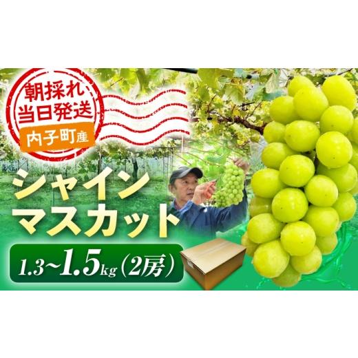 ふるさと納税 ぶどう マスカット 愛媛県 内子町 シャインマスカット 1.3〜1.5kg (2房) 愛媛県内子町 / 井上農園 / シャインマスカット しゃいんますかっと …