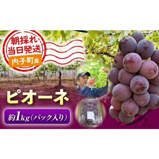 ふるさと納税 果物類 ぶどう 愛媛県 内子町 ぶどう ピオーネ 1kg 愛媛県内子町 / 井上農園 / ピオーネ ぴおーね フルーツ ふるーつ くだもの 果物 愛媛県 内…
