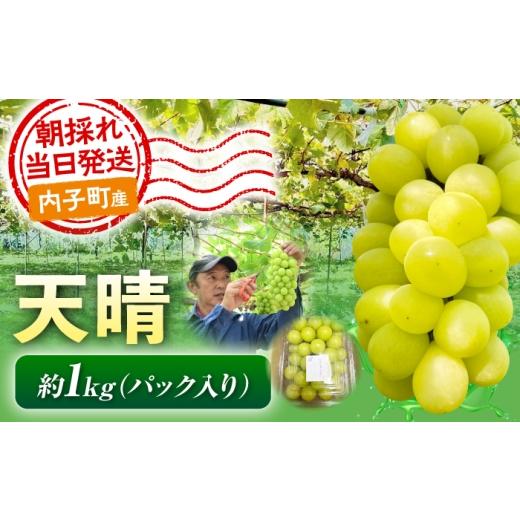 ふるさと納税 ぶどう マスカット 愛媛県 内子町 ぶどう 天晴 ( 天山 × シャインマスカット ) 1kg 愛媛県内子町 / 井上農園 / 天晴 シャインマスカット 天山…