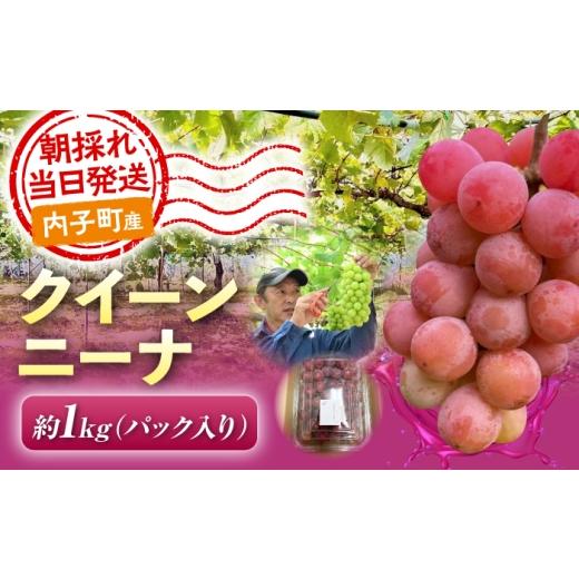 ふるさと納税 果物類 ぶどう 愛媛県 内子町 ぶどう クイーンニーナ ( 安芸津20号 × 安芸クイーン ) 1kg 愛媛県内子町 / 井上農園 / クイーンニーナ フルー…