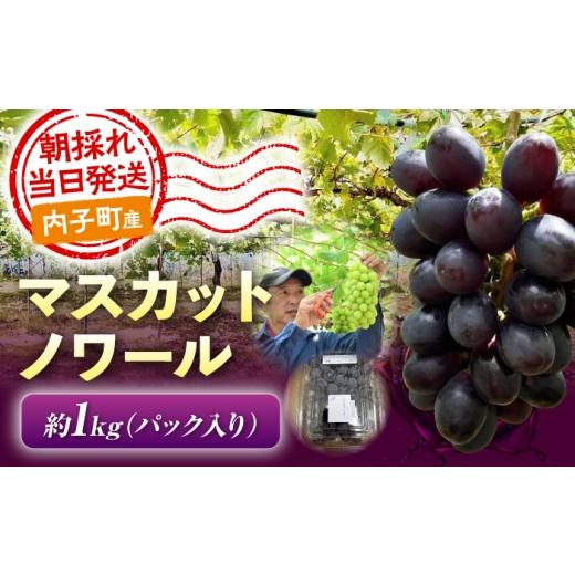 ふるさと納税 果物類 ぶどう 愛媛県 内子町 マスカット・ノワール ( シャインマスカット × ジーコ ) 1kg 愛媛県内子町 / 井上農園 / マスカットノワール マ…