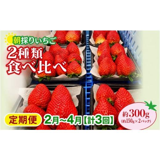 ふるさと納税 いちご 群馬県 前橋市 いちご 食べ比べ 150g×2パック 300g 計3回 定期便2月〜4月 2027年 先行予約 | コク 甘み 朝採れ イチゴ 苺 高品質 たっぷ…