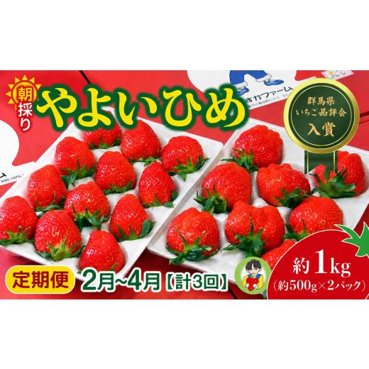 ふるさと納税 いちご 群馬県 前橋市 いちご やよいひめ 500g × 2パック 1kg 計3回 定期便2月〜4月 2027年 先行予約 | コク 甘み 朝採れ やよいひめ 贈答用 新…