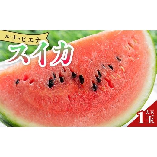 ふるさと納税 野菜類 高知県 香南市 大玉スイカ 1玉 先行予約 大玉 5月下旬より順次配送 ブランドスイカ ルナ・ピエナスイカ 高糖度 大玉 スイカ 西瓜 甘い …