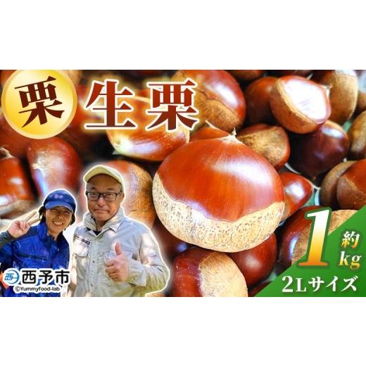 ふるさと納税 果物類 栗 愛媛県 西予市 栗の王様 銀寄栗(生栗)2L(約1kg) 銀寄 ぎんよせ 甘い 生栗 和栗 マロン 栗 くり 栗ごはん 栗きんとん 甘露煮 旬 …