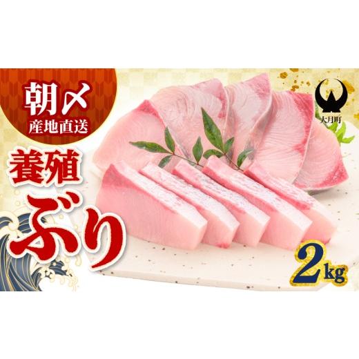ふるさと納税 旬の鮮魚等 高知県 大月町 ぶり 2kg 養殖 冷蔵 刺身 ブリ 鰤 お刺身 たたき 照り焼き ぶり大根 ぶりしゃぶ ブリトロ 生食 海鮮丼 海鮮 旬 ブロッ…