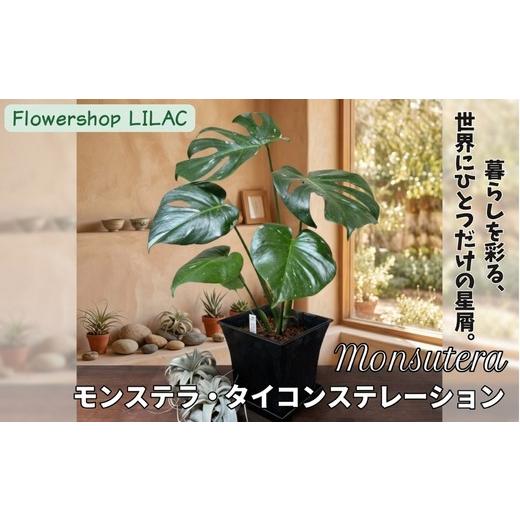 ふるさと納税 花・苗木 大阪府 河内長野市 P3観葉植物 モンステラ・タイコンステレーション | インテリア 室内 観葉植物 インテリアグリーン 植物 自然 大阪府…