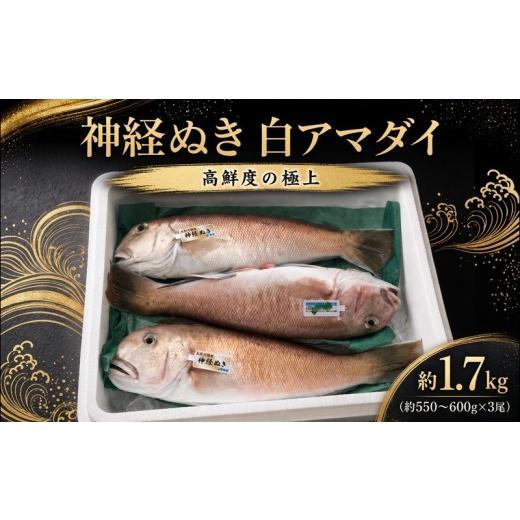 ふるさと納税 魚貝類 鯛 高知県 黒潮町 神経ぬき 白アマダイ 四万十沖 約1.7kg 3尾 高知県 黒潮町 土佐 入野港発 鮮魚 甘鯛 手釣り 白甘鯛 シロアマダイ 1.7kg…