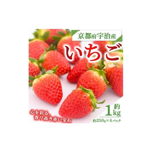 ふるさと納税 いちご 京都府 宇治市 先行予約 2026年12月中旬以降順次発送 京都府宇治市産いちご(計約1kg・約250g×4パック) uj-FL001 red