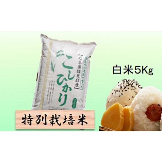 ふるさと納税 米 コシヒカリ 岐阜県 池田町 特別栽培米 令和8年産 白米 5kg コシヒカリ
