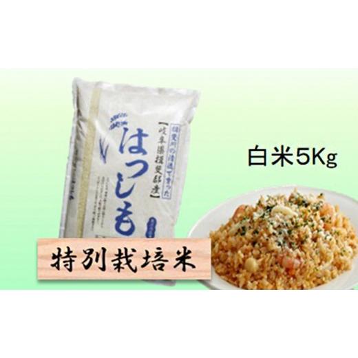 ふるさと納税 米 岐阜県 池田町 特別栽培米 令和8年産 白米 5kg ハツシモ